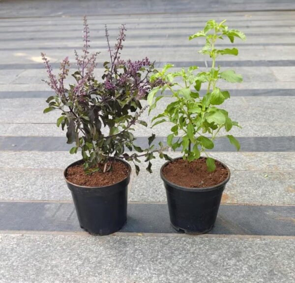 Tulsi/Tulas