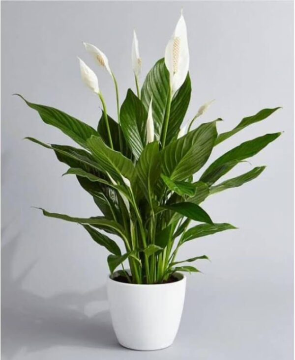 Peace Lilly