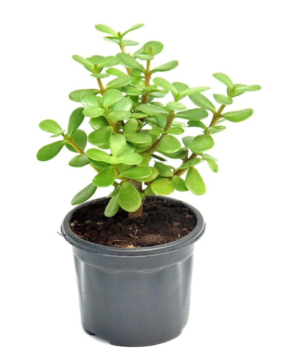 Jade Plant