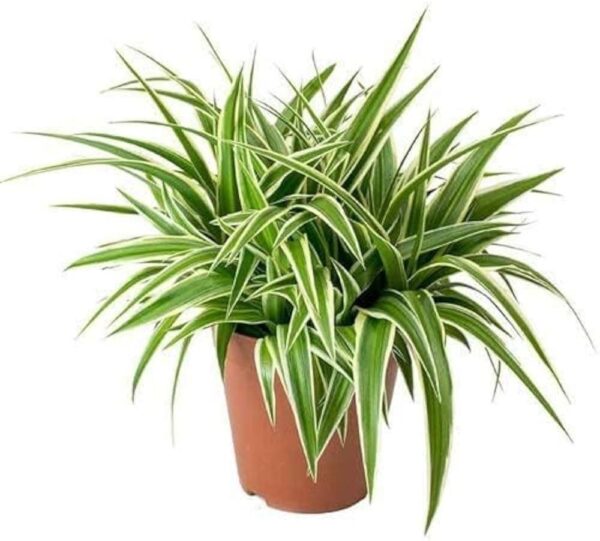 Spider Plant - Image 2