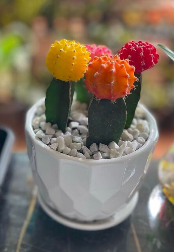 Moon Cactus