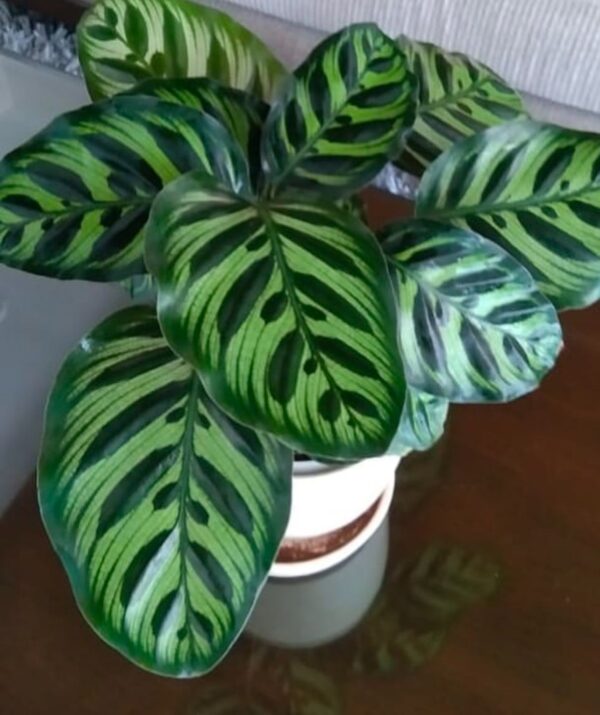 Calathea