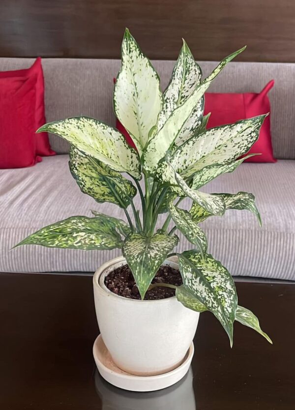 Starlight Aglaonema with 6 inch pot