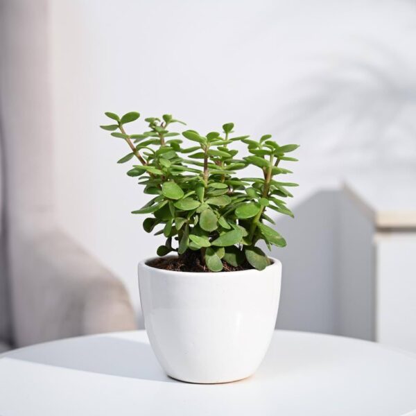 Jade plant With 4 inch ceramic pot