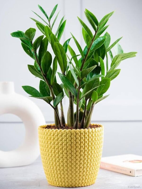 ZZ plant / Zamia Plant