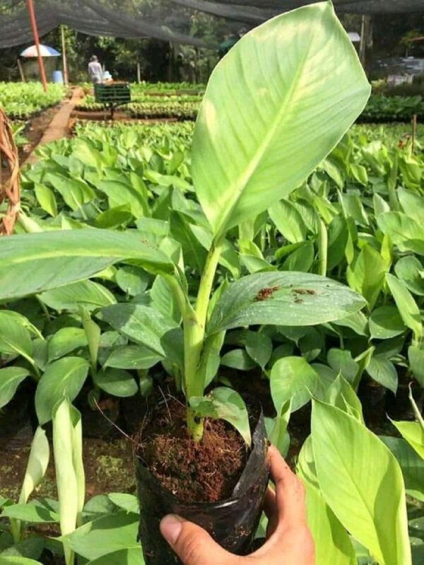 Banana Plant